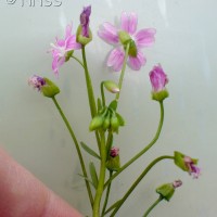 Pink Purslane